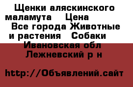 Щенки аляскинского маламута  › Цена ­ 15 000 - Все города Животные и растения » Собаки   . Ивановская обл.,Лежневский р-н